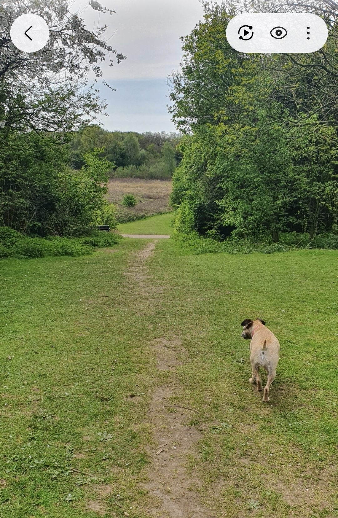 Dog Park